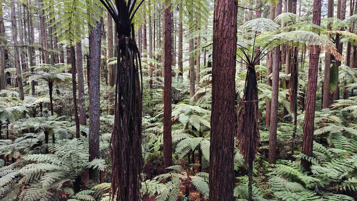 Ferns and towering redwood trunks