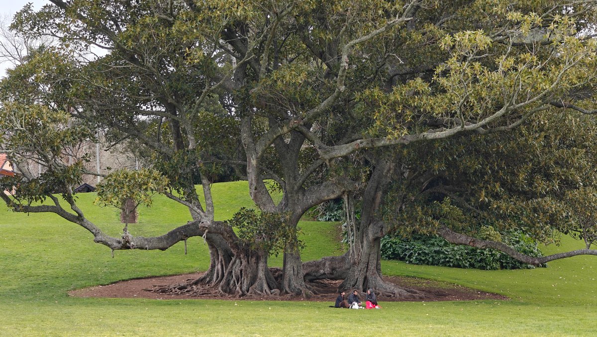 Fig tree with buttress roots