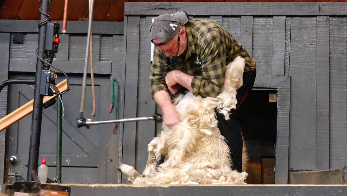 Finishing the shearing demonstration