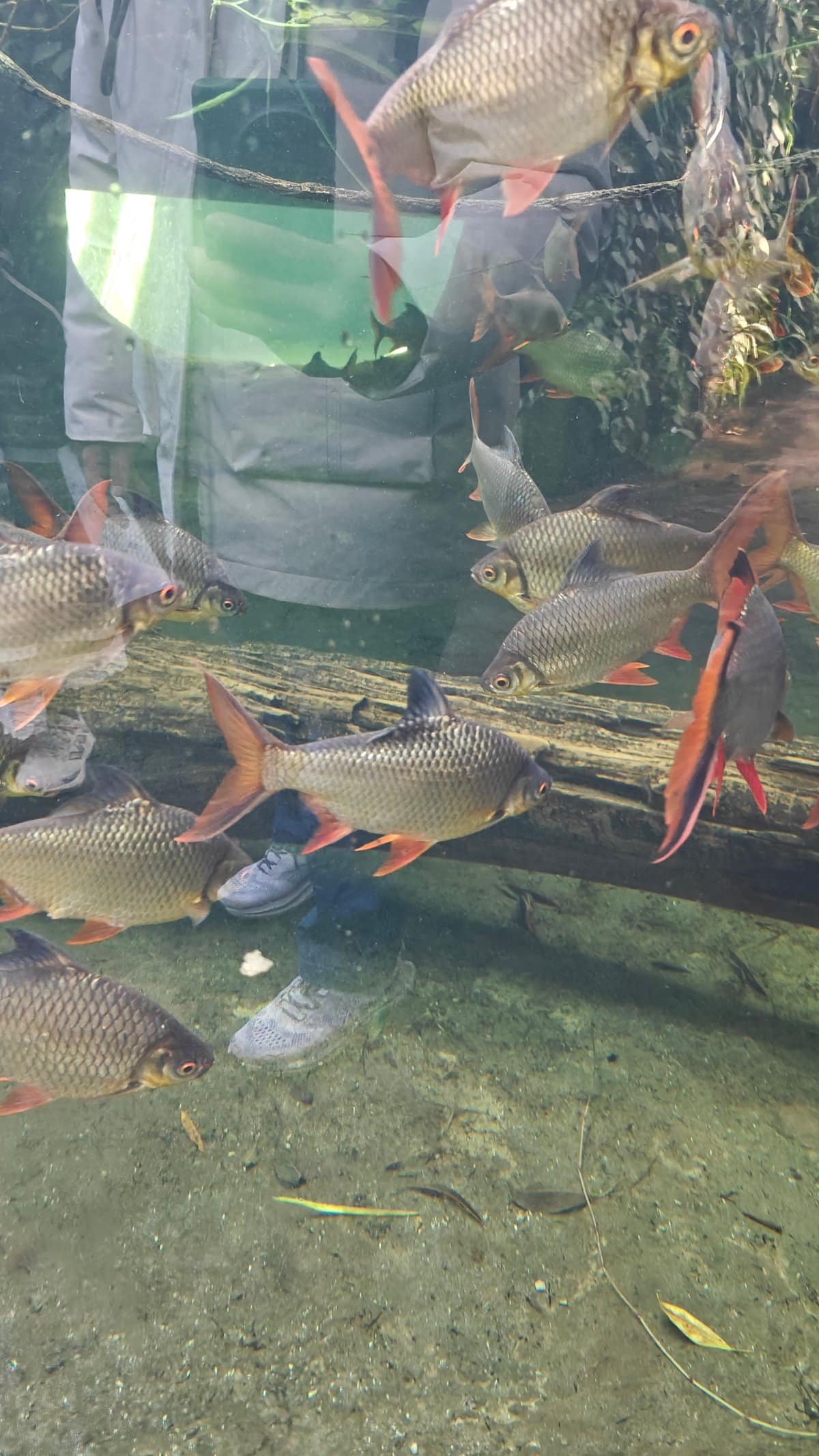 Fish and wading bird aquarium