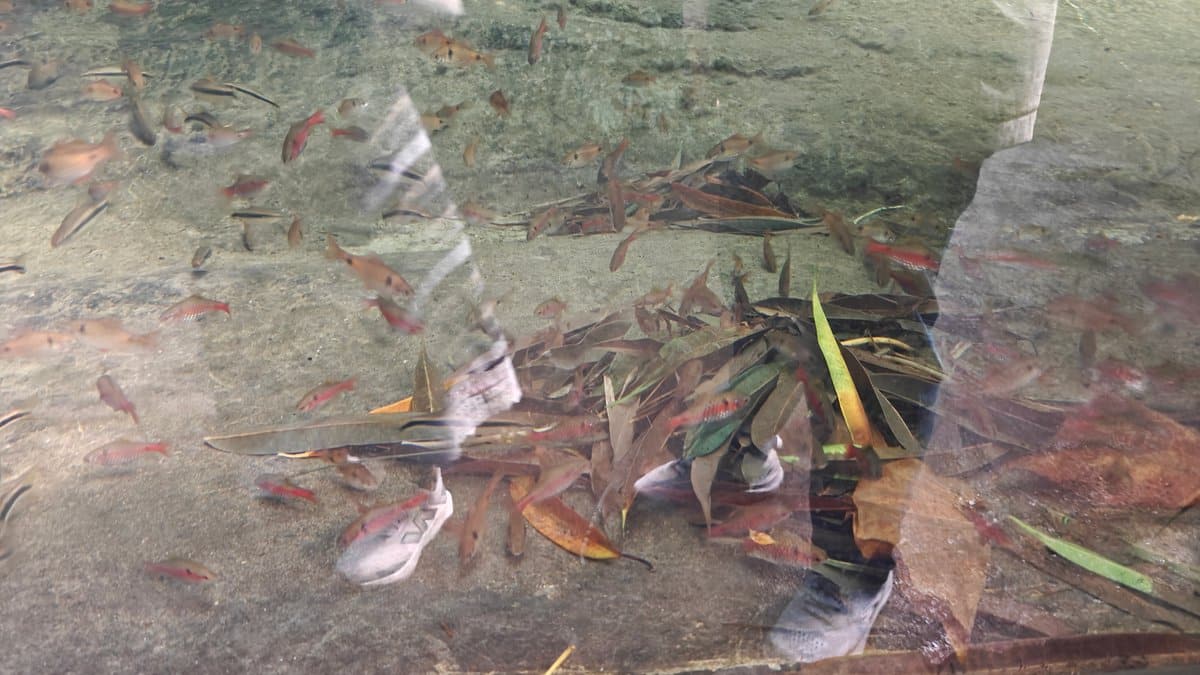 Fish gathered in the shallow water behind the