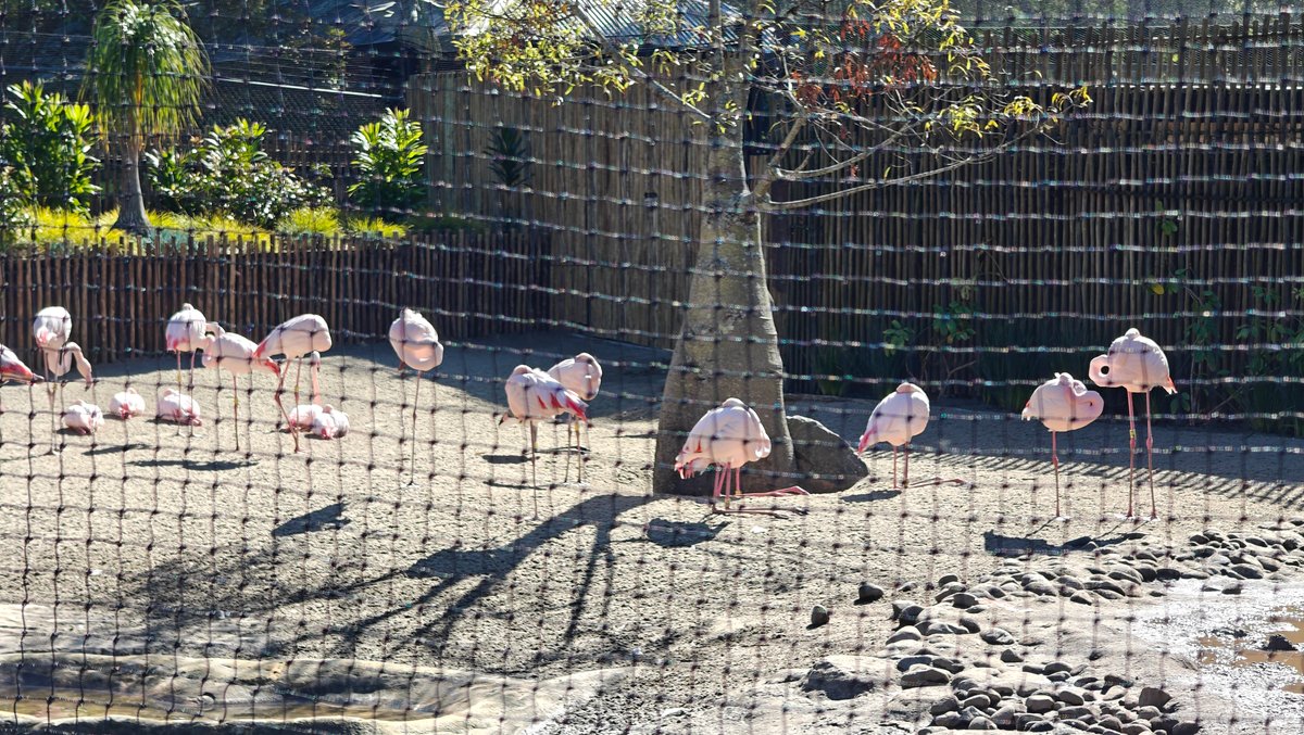 Flamingos standing in their enclosure