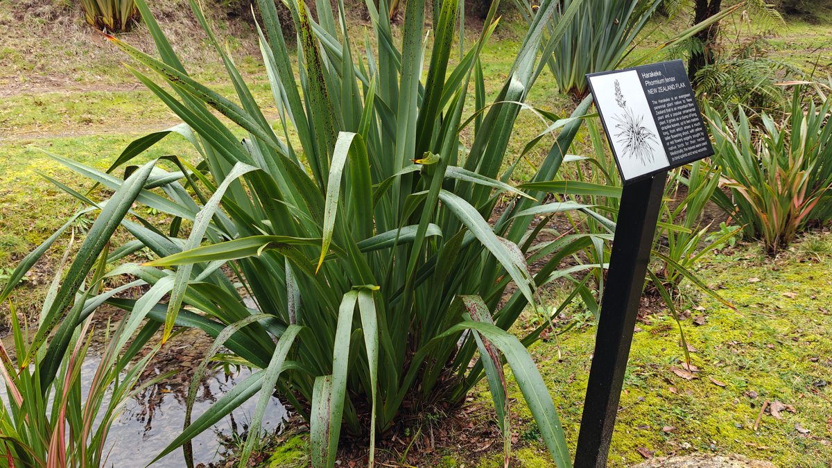 Flax growing beside the path with its label