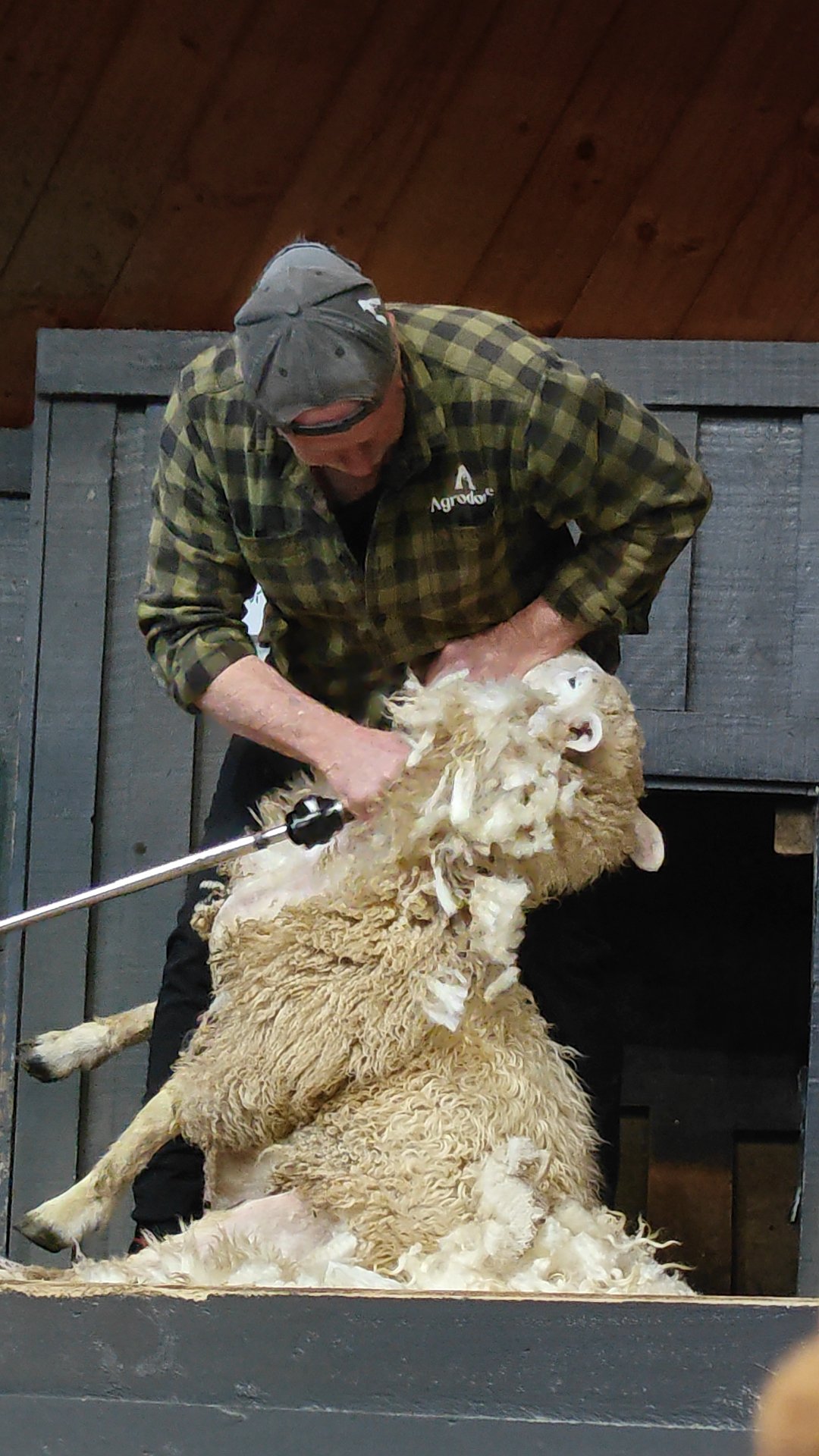 Fleece opening during shearing demo