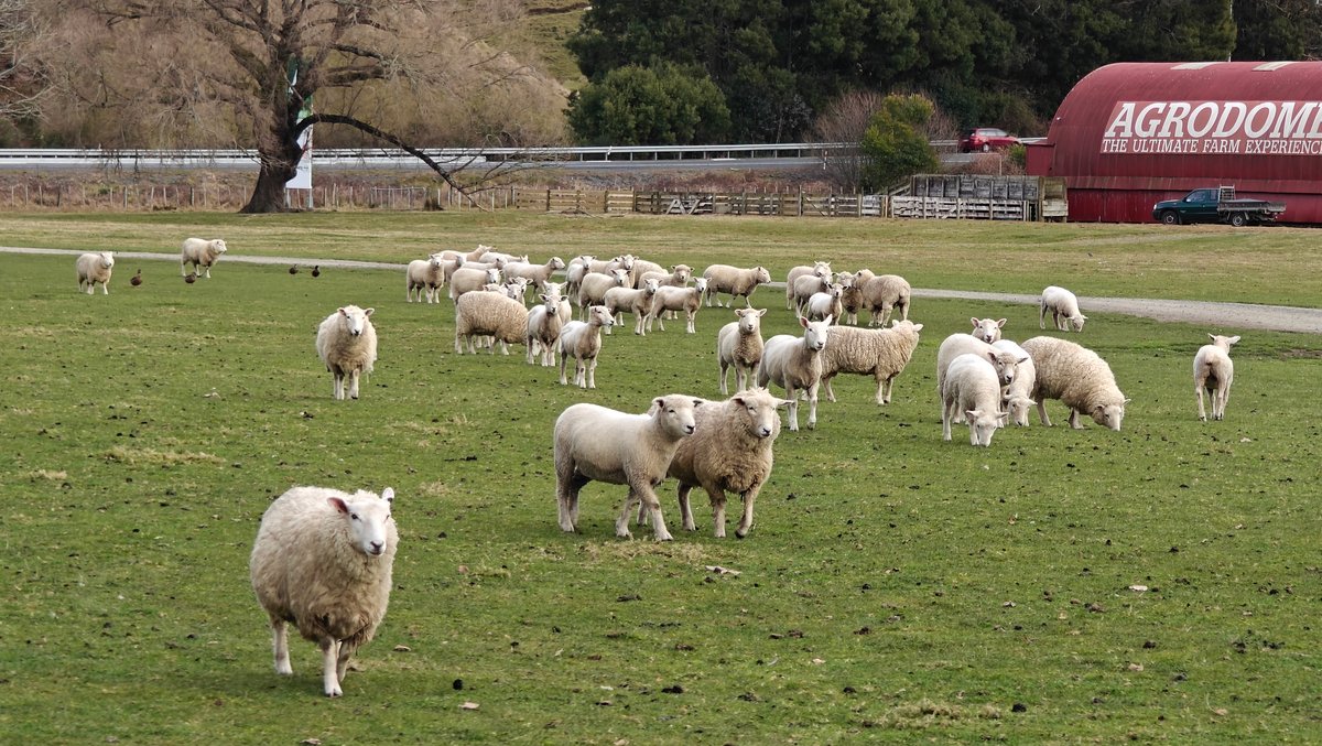 Flock grazing by Agrodome barns