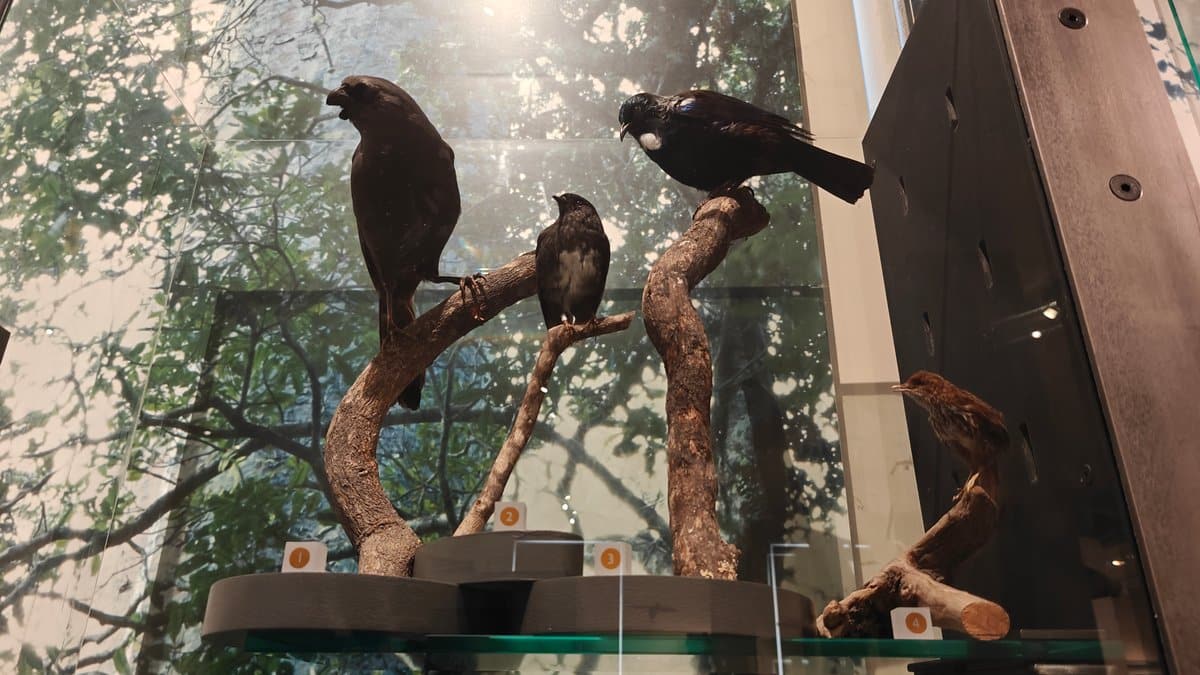 Forest birds mounted among the branches