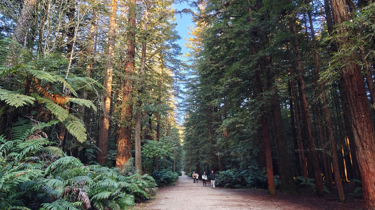 Forest track in low sun