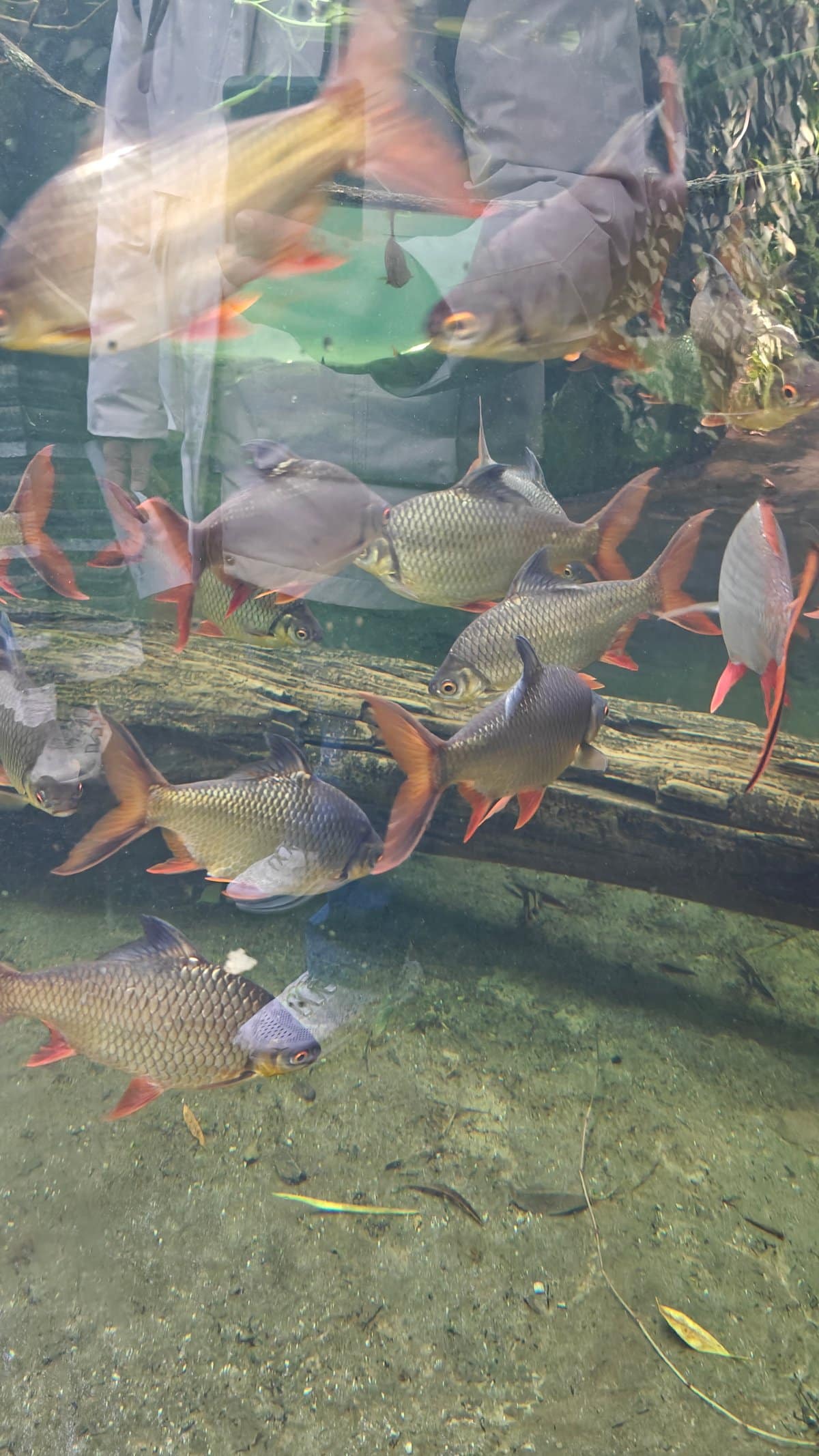 Freshwater fish swimming in the tank behind glass.