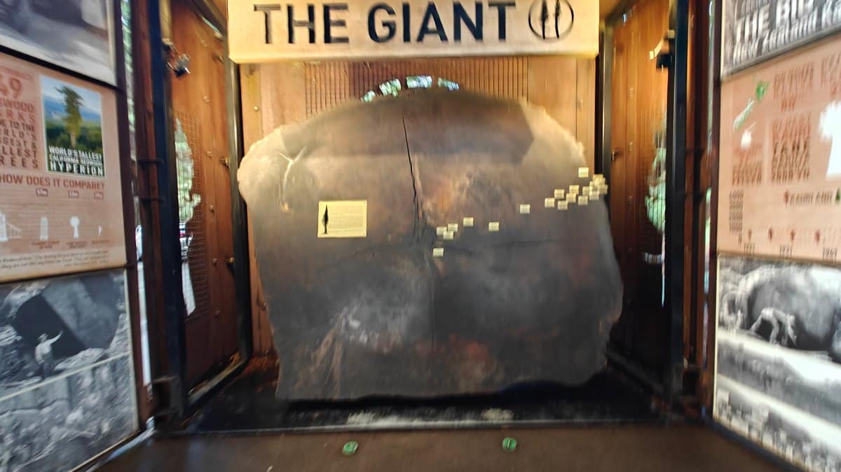 Giant sequoia log cross-section