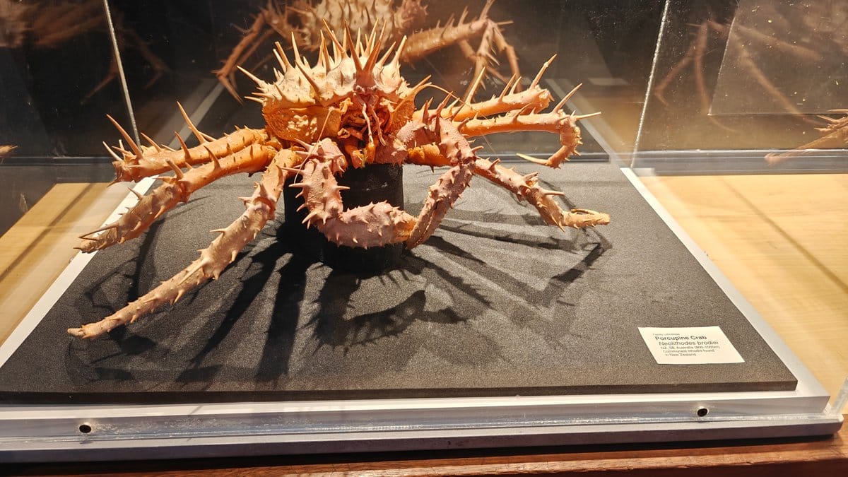 Giant spider crab with legs spread