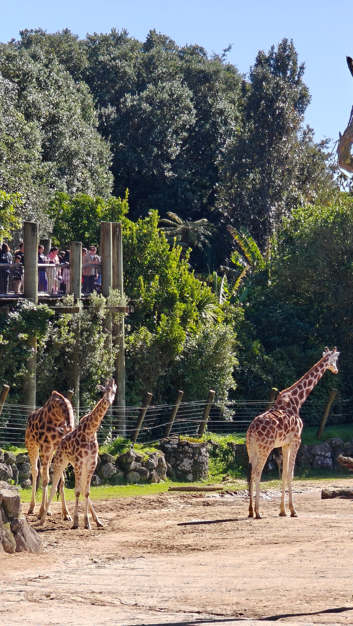 Giraffes and a zebra together with the palisade