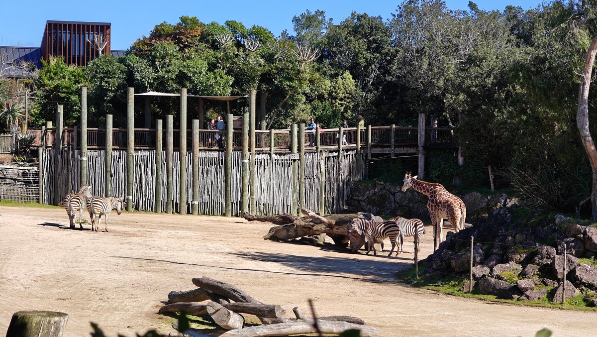 Giraffes and zebras on the savannah