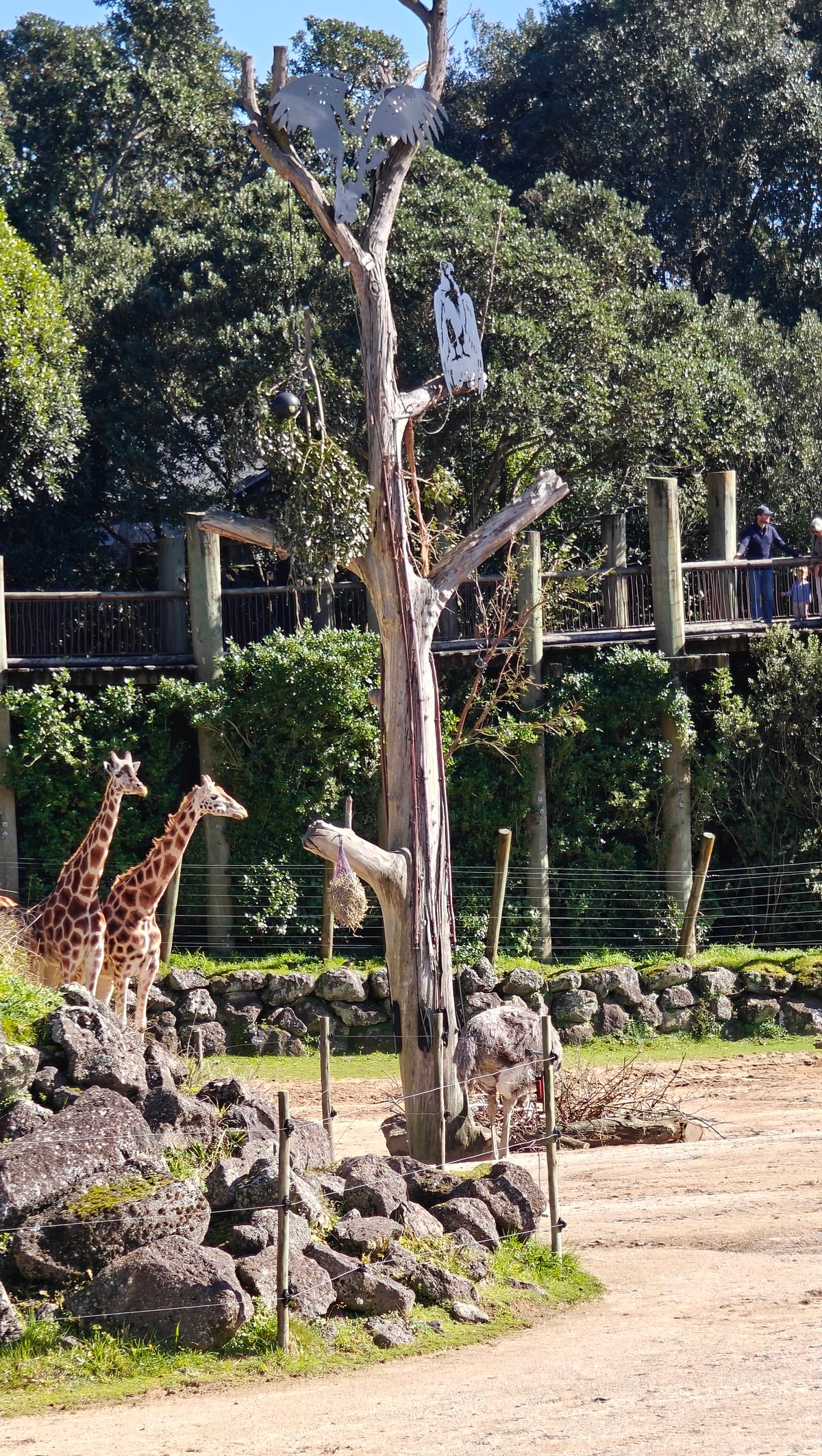 Giraffes beside a dead tree among the rocks.
