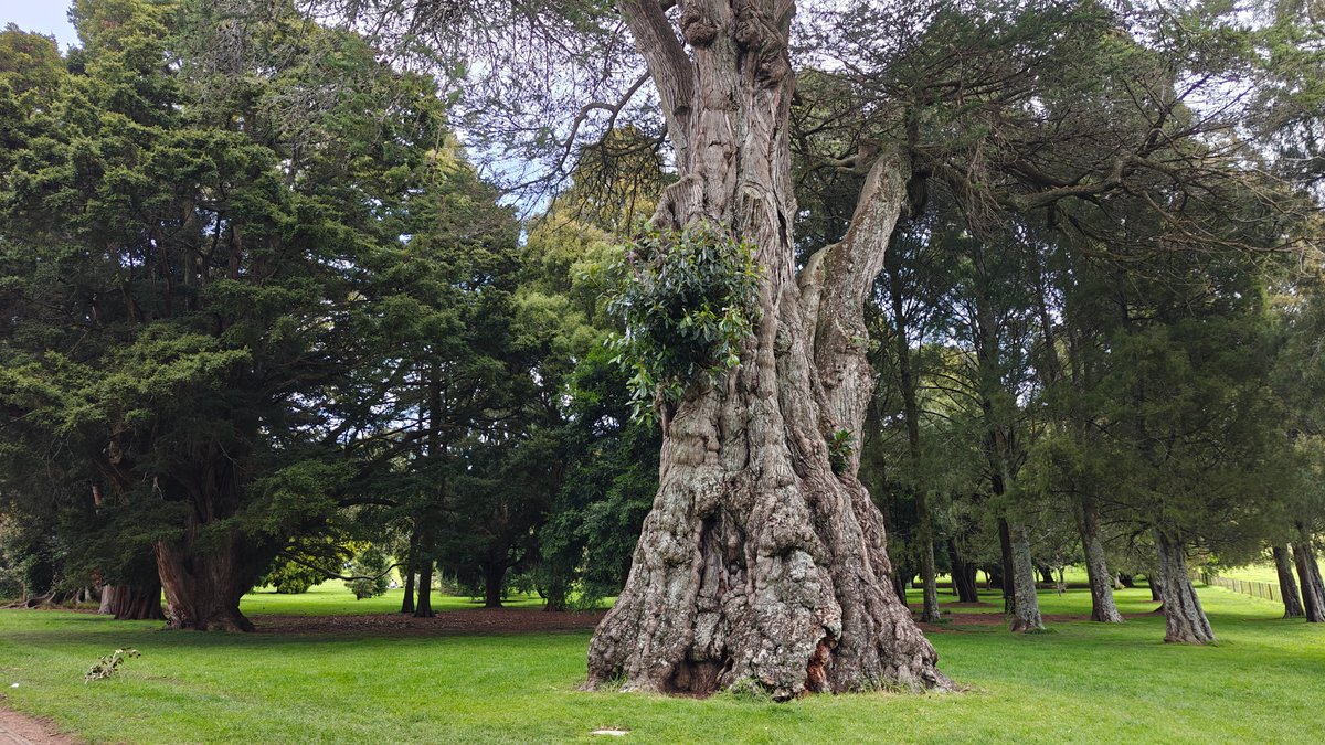 Gnarled trunk hung with epiphytes