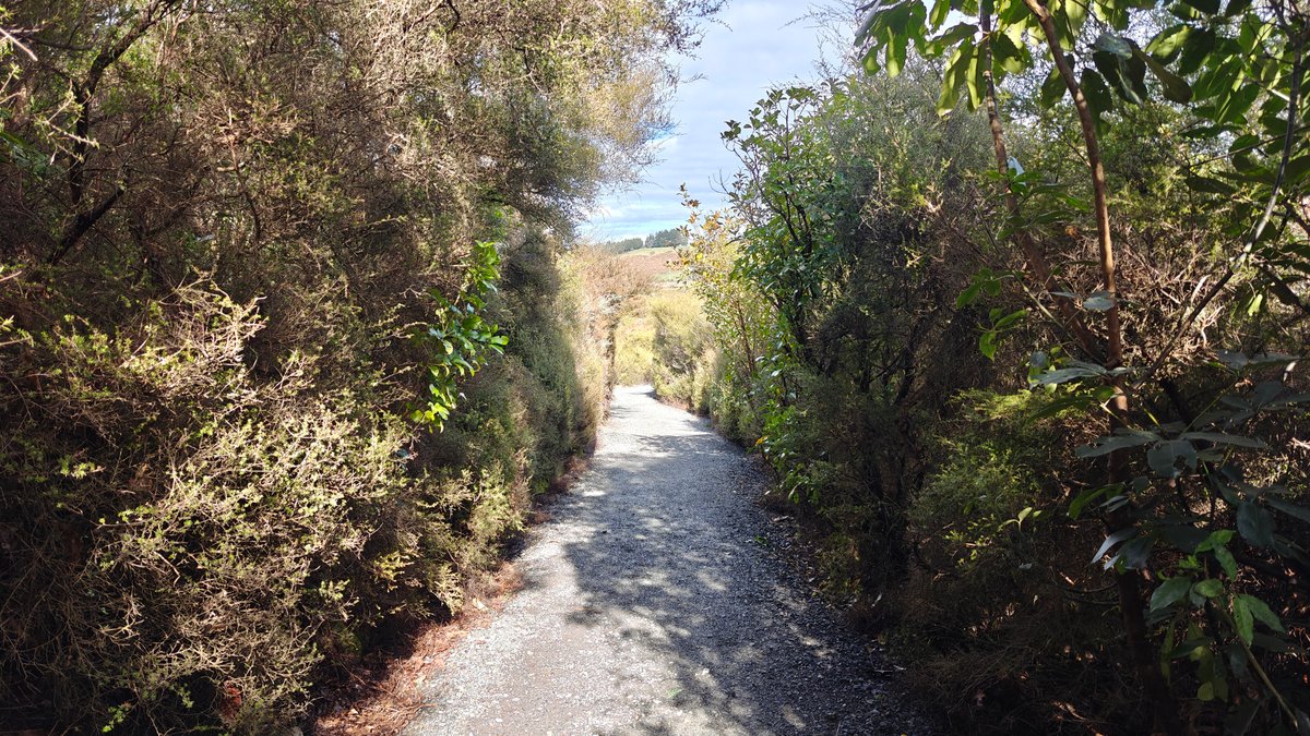 Gravel path through dense manuka