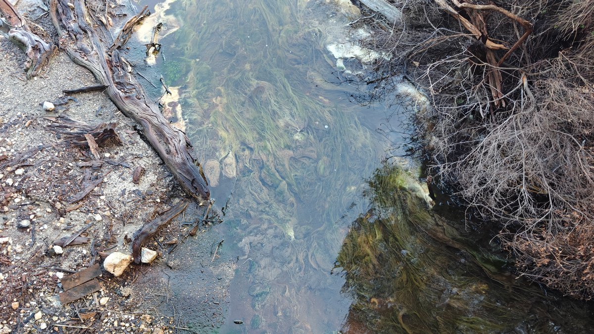 Green algal mats in the stream