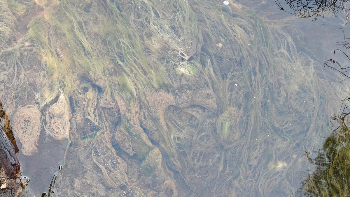 Green and yellow algae close-up