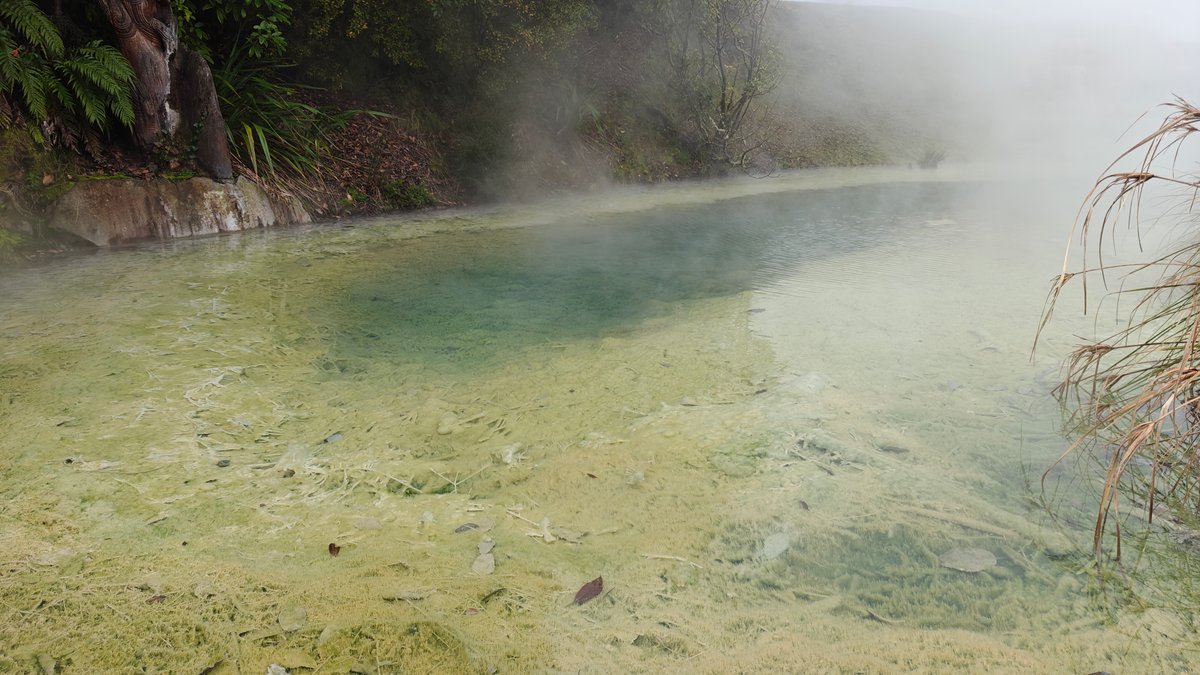 Green-blue pool edged with flax