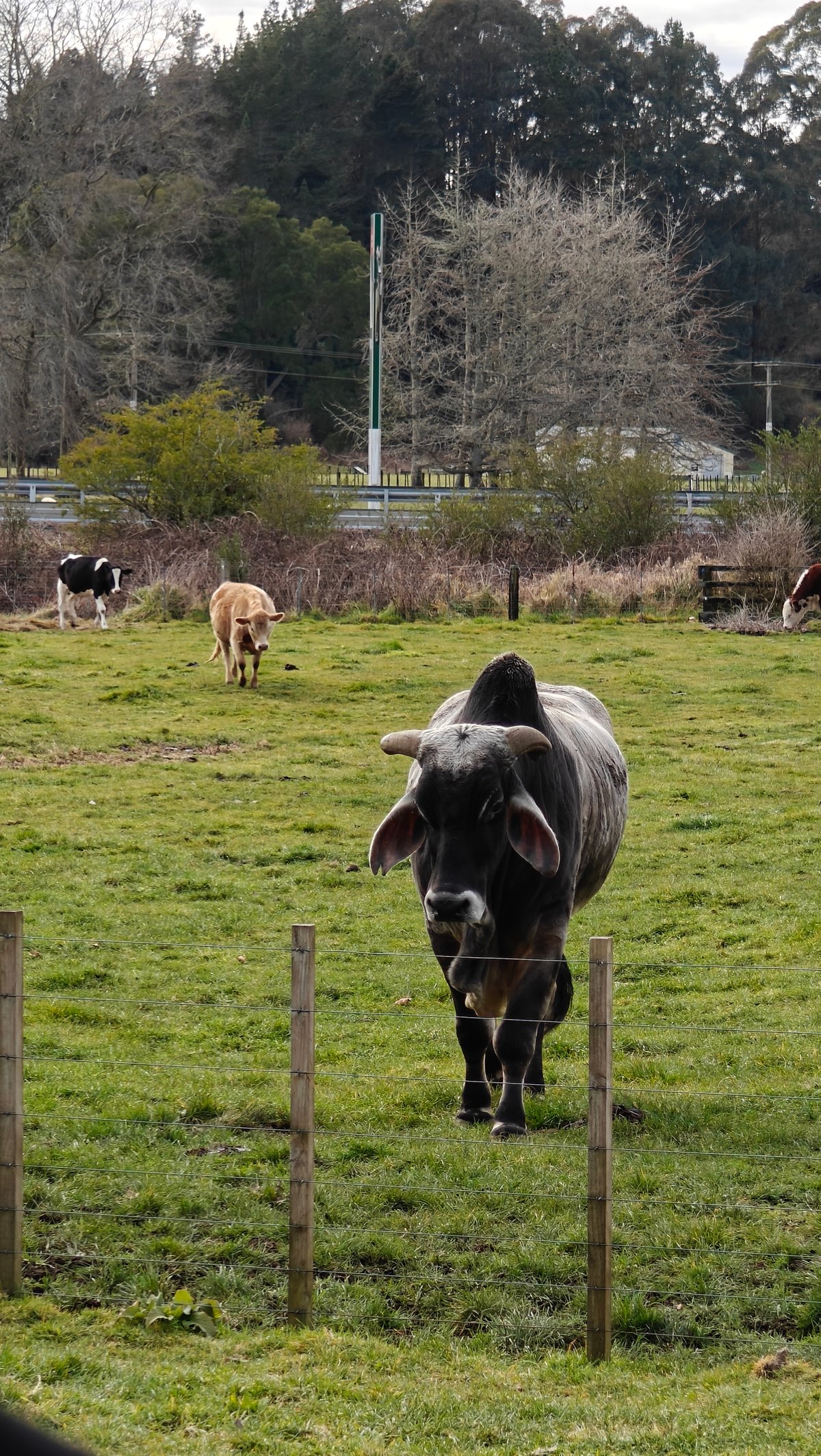Grey humped bull at the fence