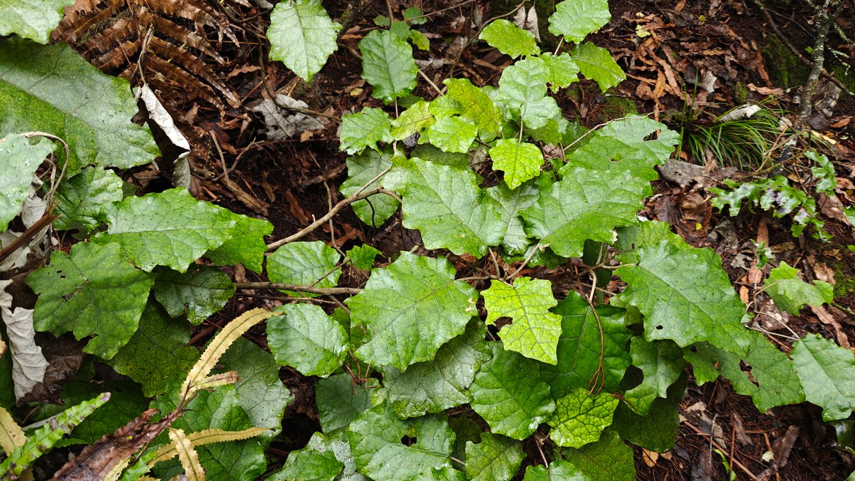 Ground cover plants spreading through the leaf litter.
