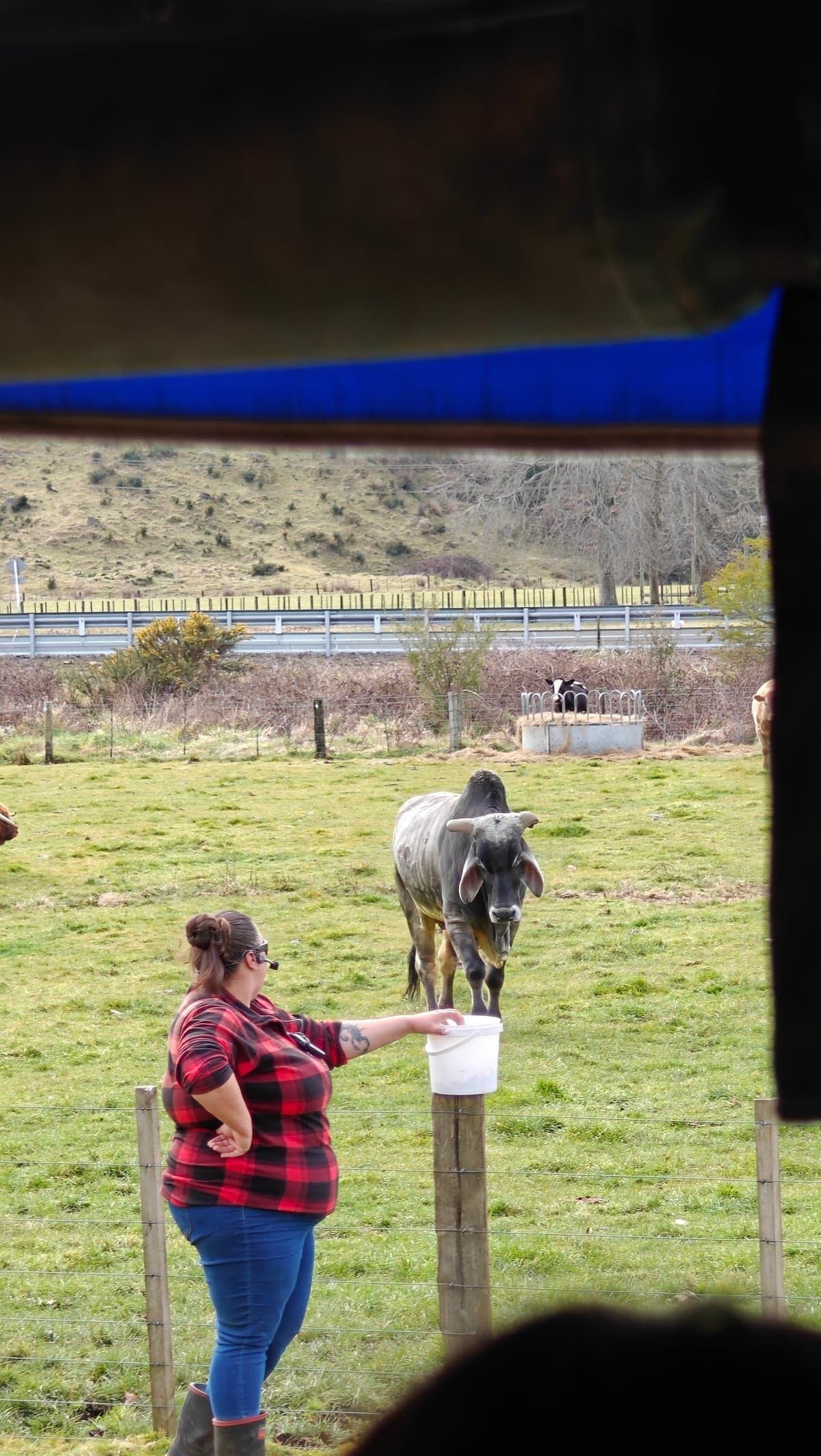 Guide feeding a grey humped bull