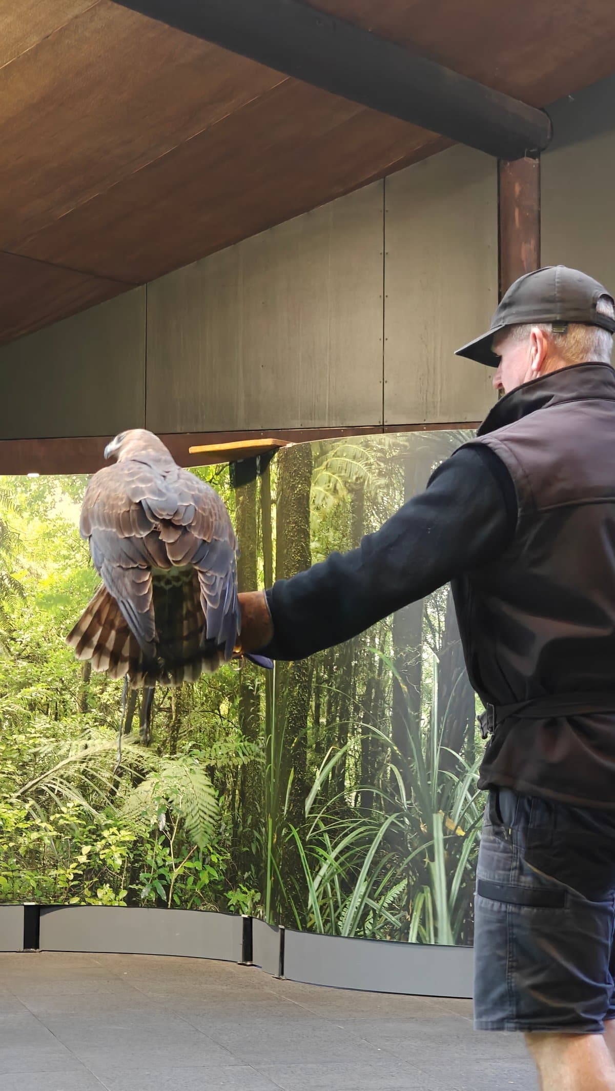 Handler holding raptor on the glove