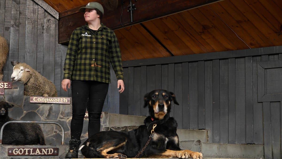 Handler with two working dogs