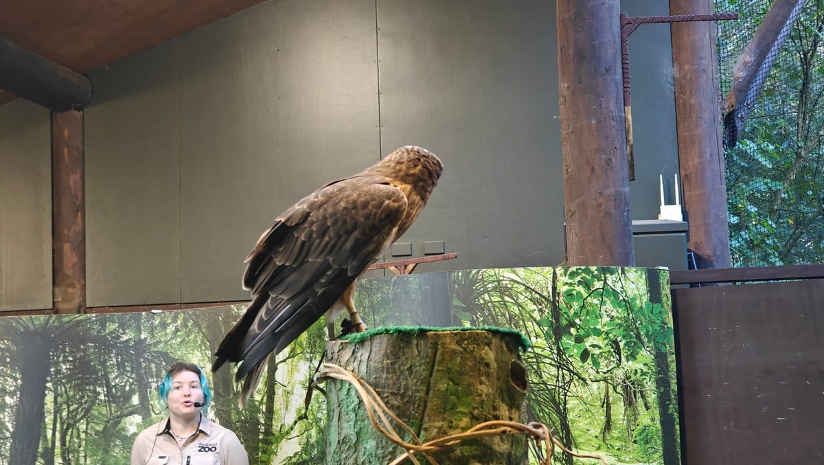 Harrier perched in bird-show arena