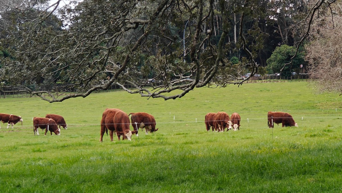 Hereford cattle grazing under the canopy of a