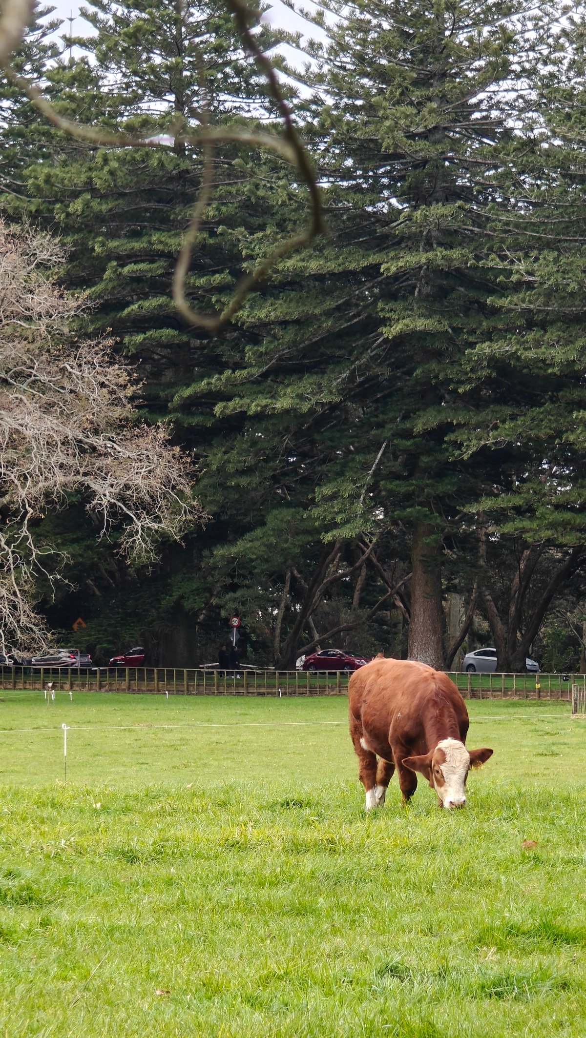 Hereford grazing beneath a pine