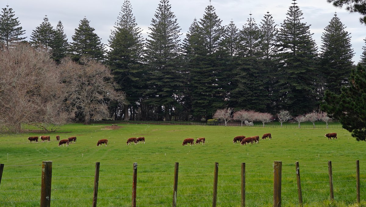 Herefords grazing under Norfolk pines