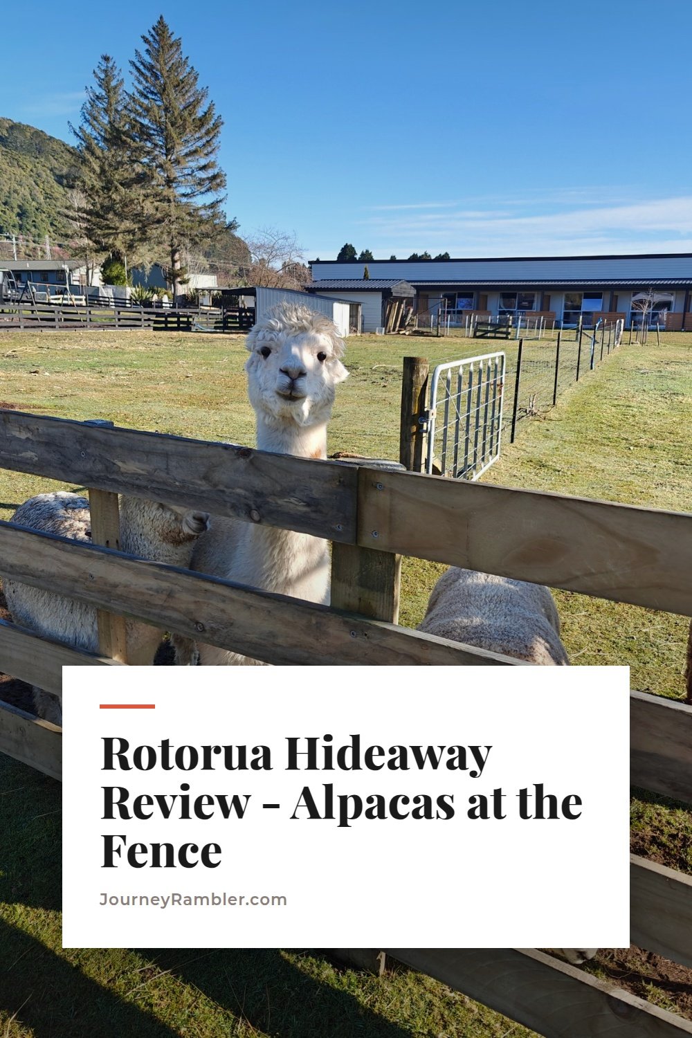 My Hideaway of Rotorua Review - The Alpacas Come to the Fence