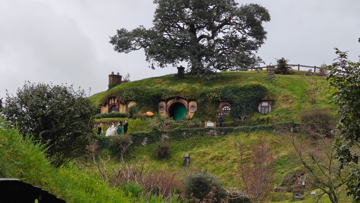 Hobbit holes beneath a spreading tree