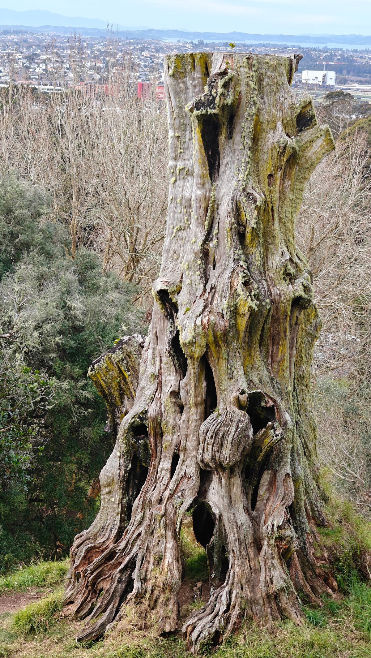 Hollowed grain of the old stump