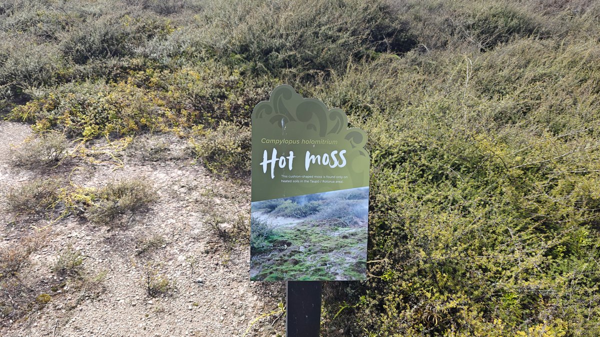 Hot moss among the steaming scrub