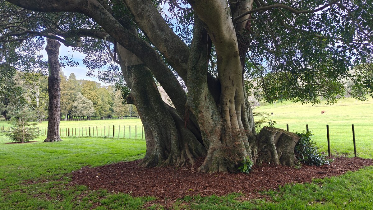 Huge Moreton Bay fig tree