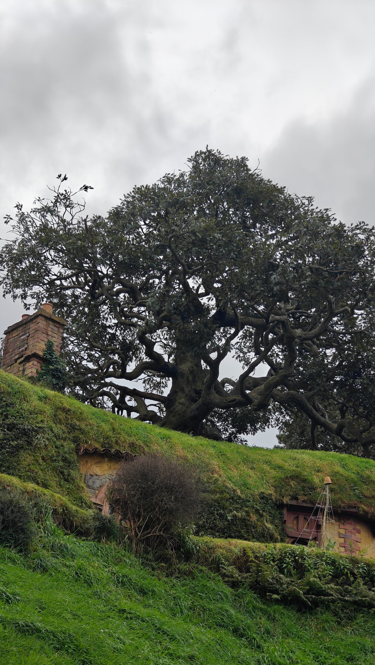 Huge tree standing above the set