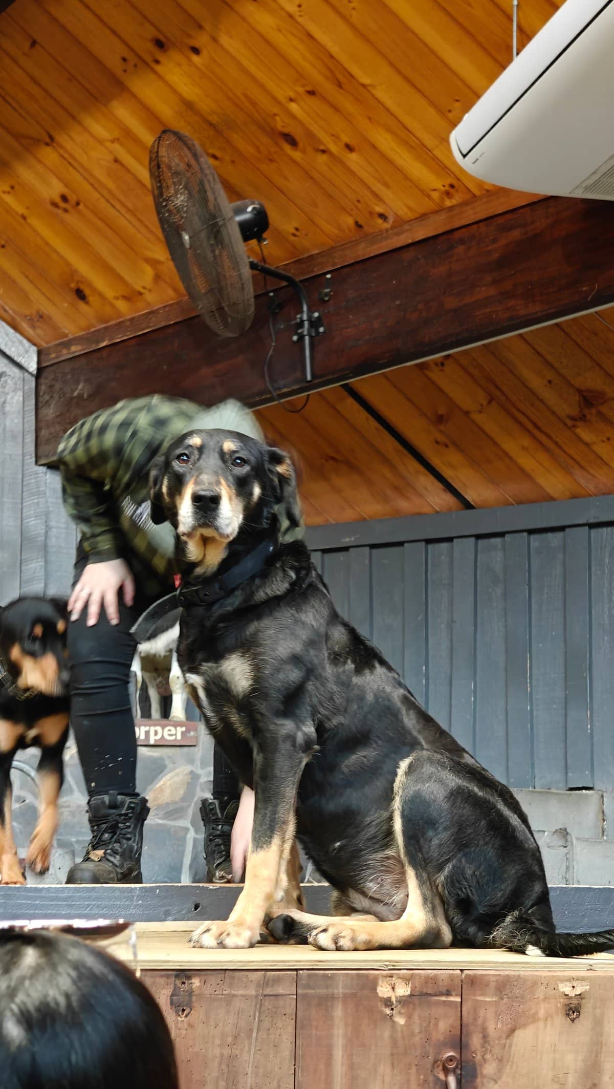 Huntaway sitting up on a barrel