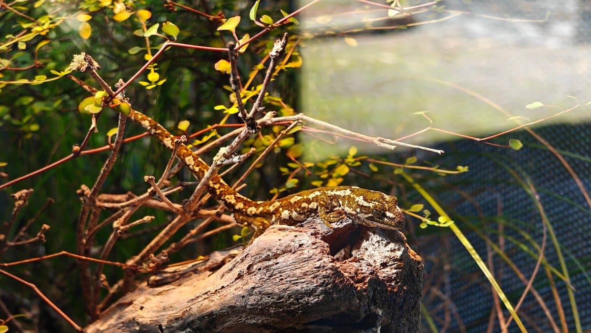 Jewelled gecko on a branch