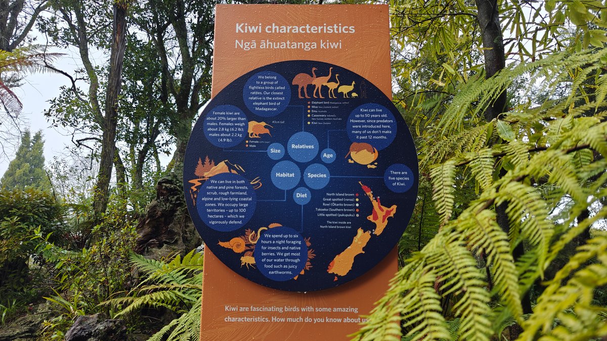 Kiwi characteristics interpretive panel