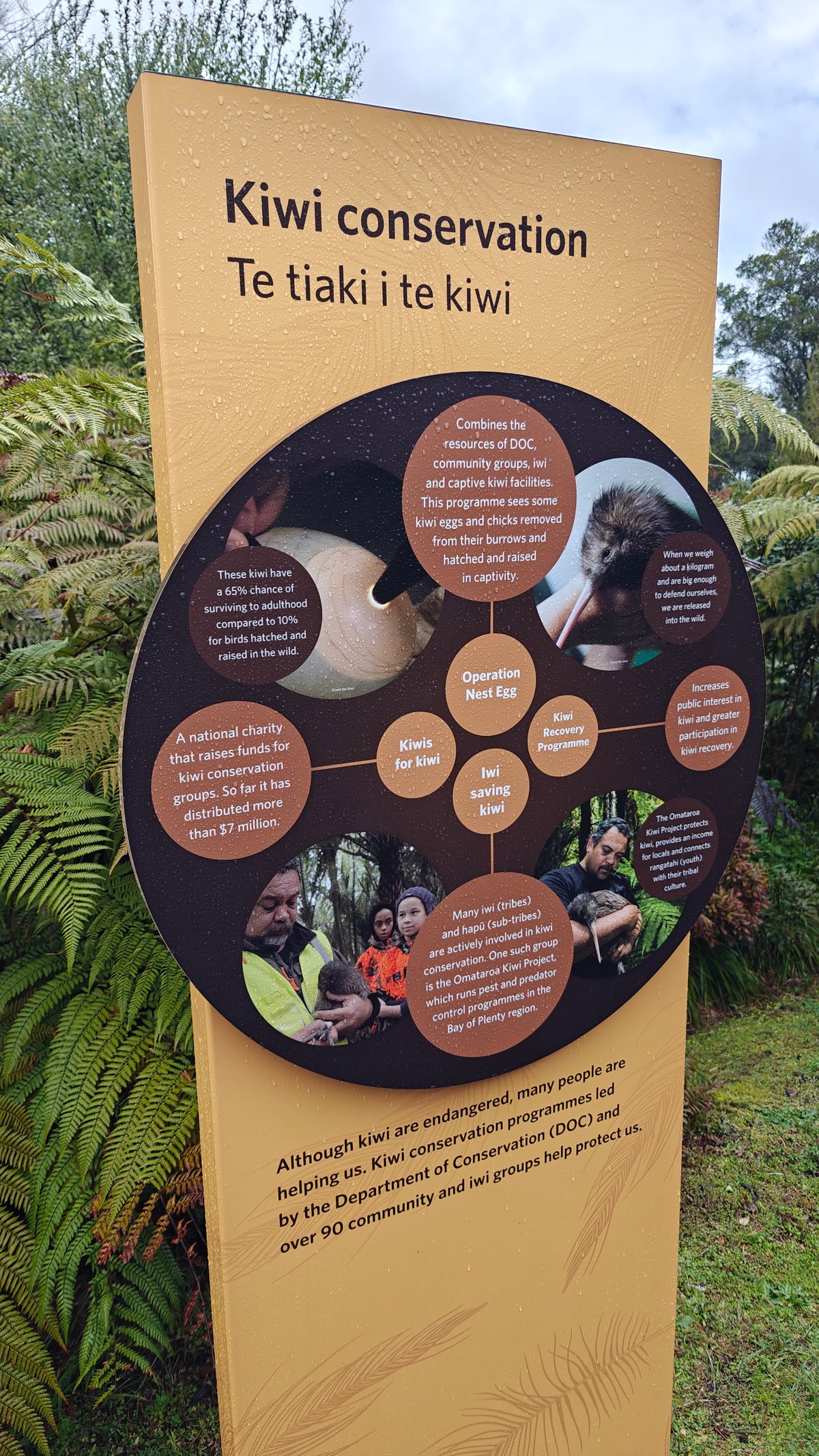 Kiwi conservation interpretive display