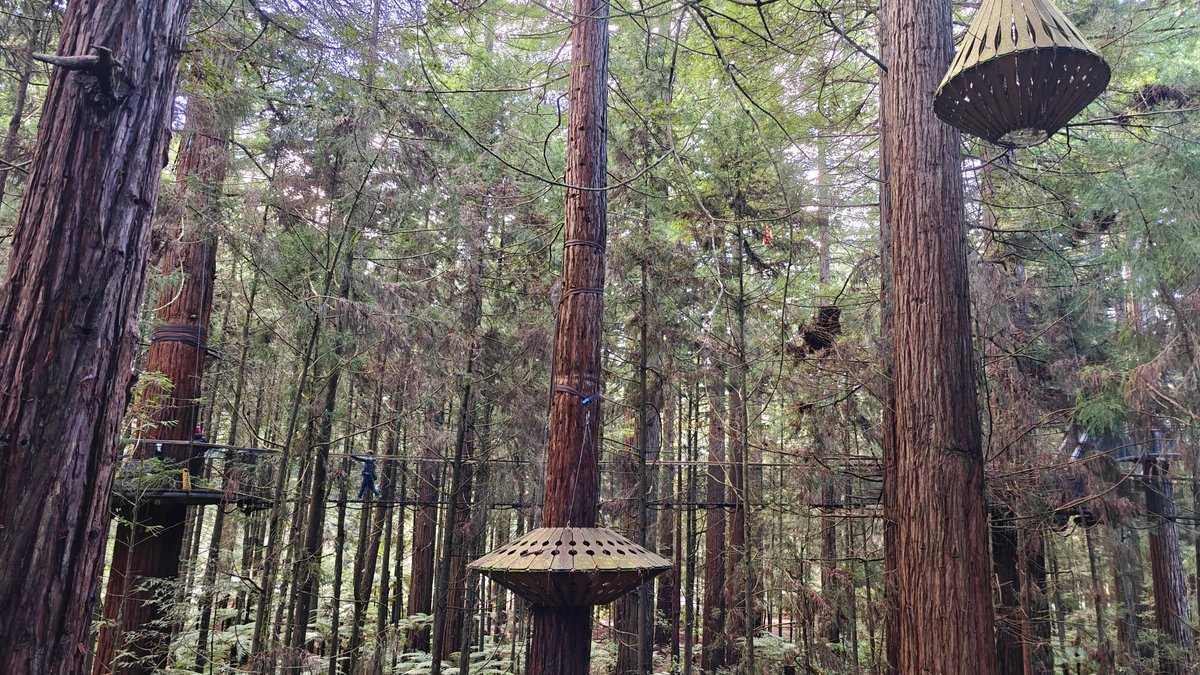 Lanterns among treewalk platforms