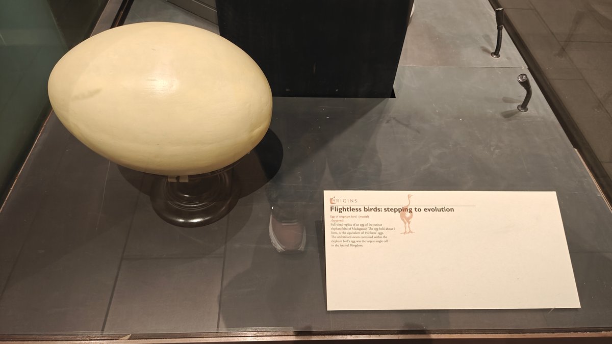 Large moa egg beside flightless birds