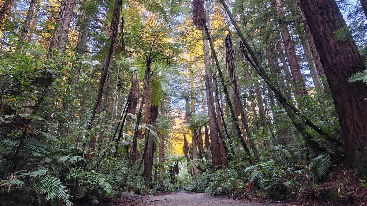 Last light on redwoods and ferns