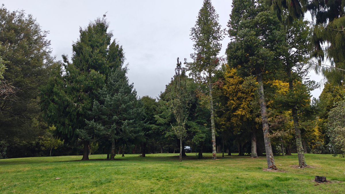 Lawn with conifers and specimen trees under a