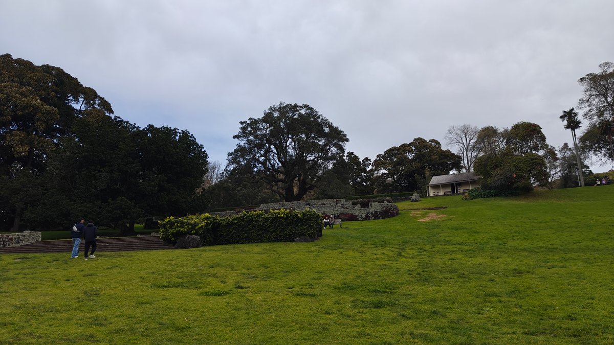 Lawn with trees and a clipped hedge along