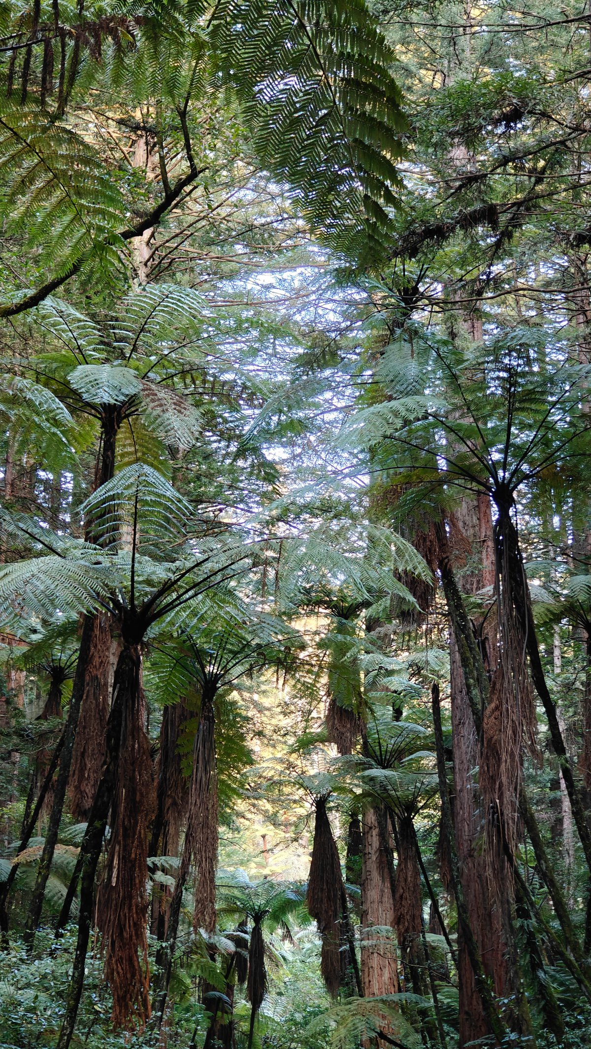 Layered ferns and redwood canopy