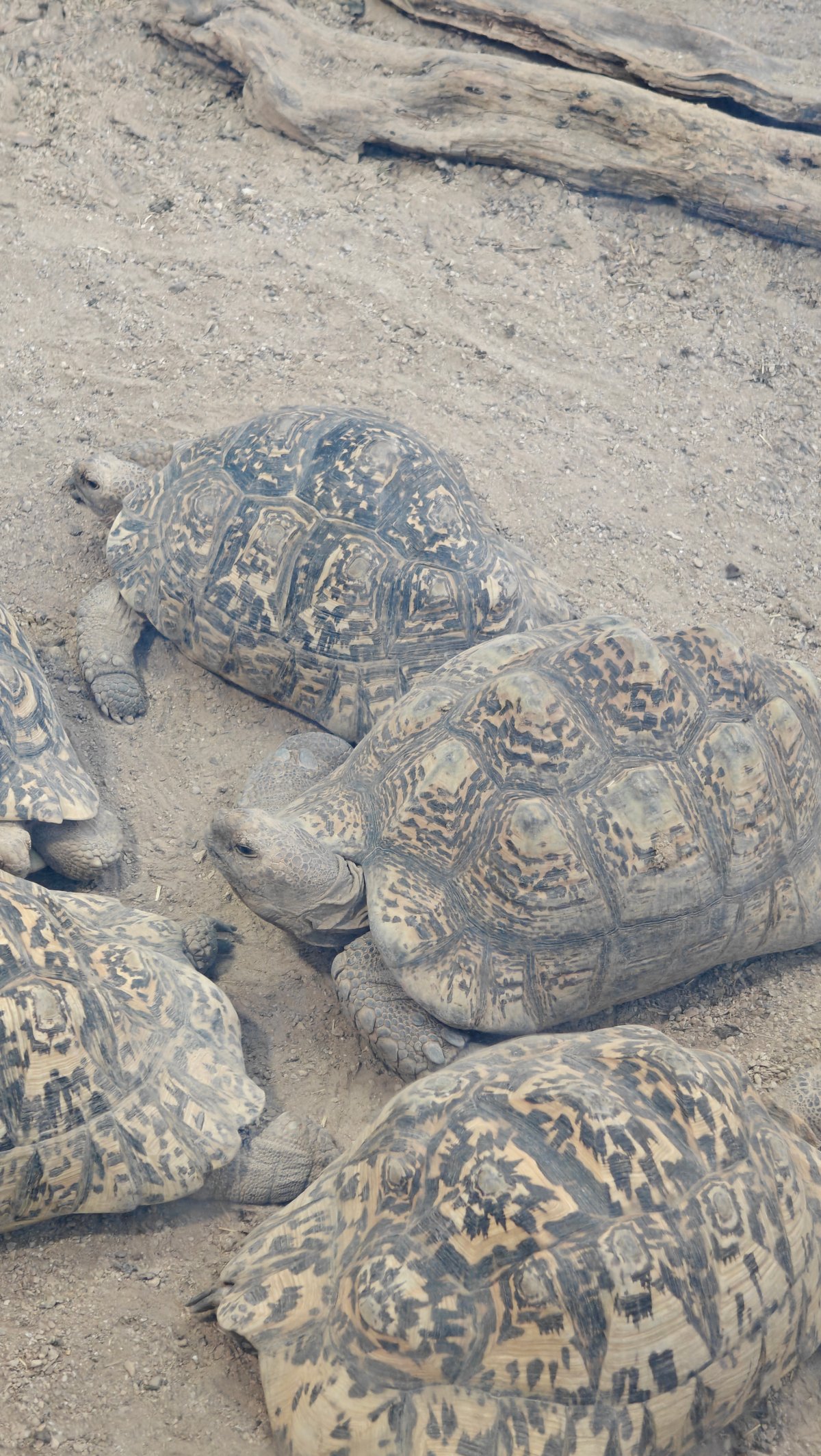 Leopard tortoises resting on sand