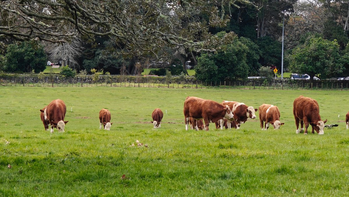 Line of Herefords across paddock