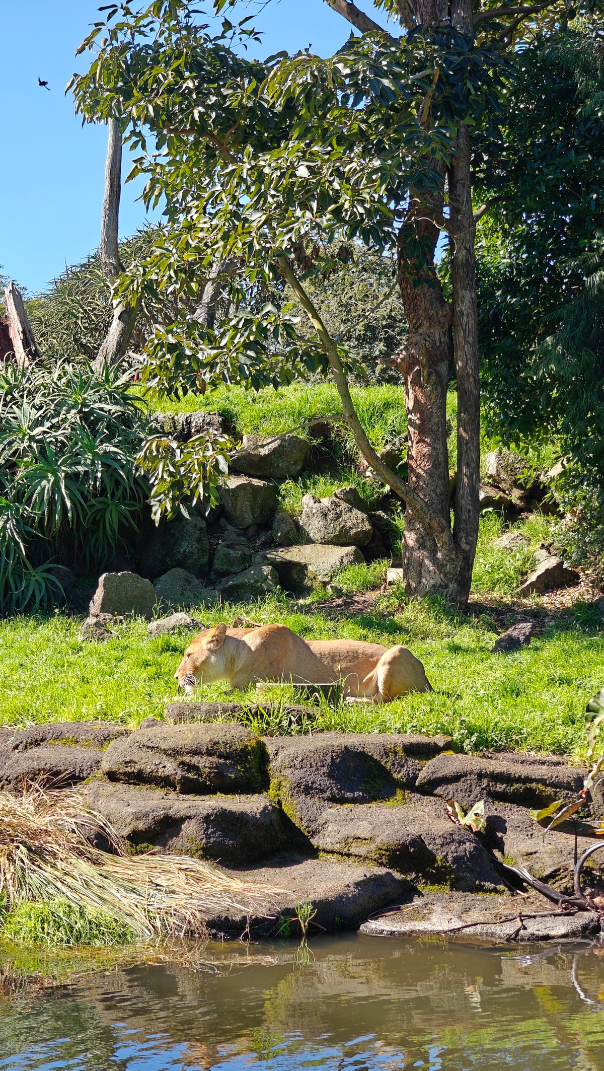 Lion resting on enclosure rocks
